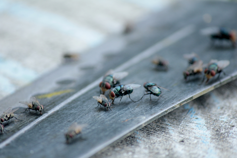 Schädlingsbekämpfung Fliegen